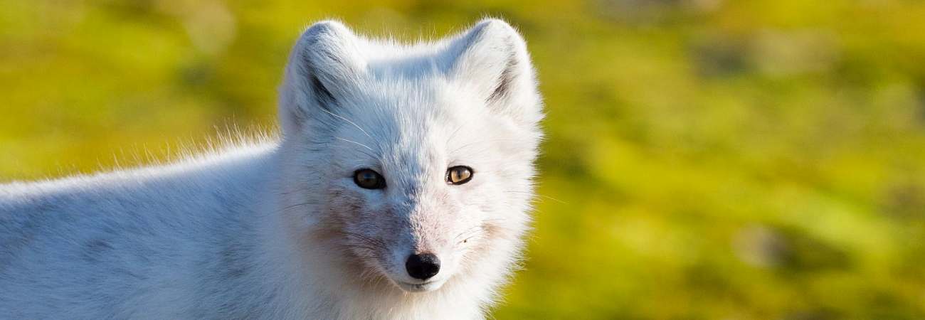 Foto: PolarQuest